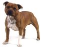 Staffordshire_bull_terrier